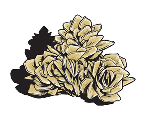 dior rose des sables